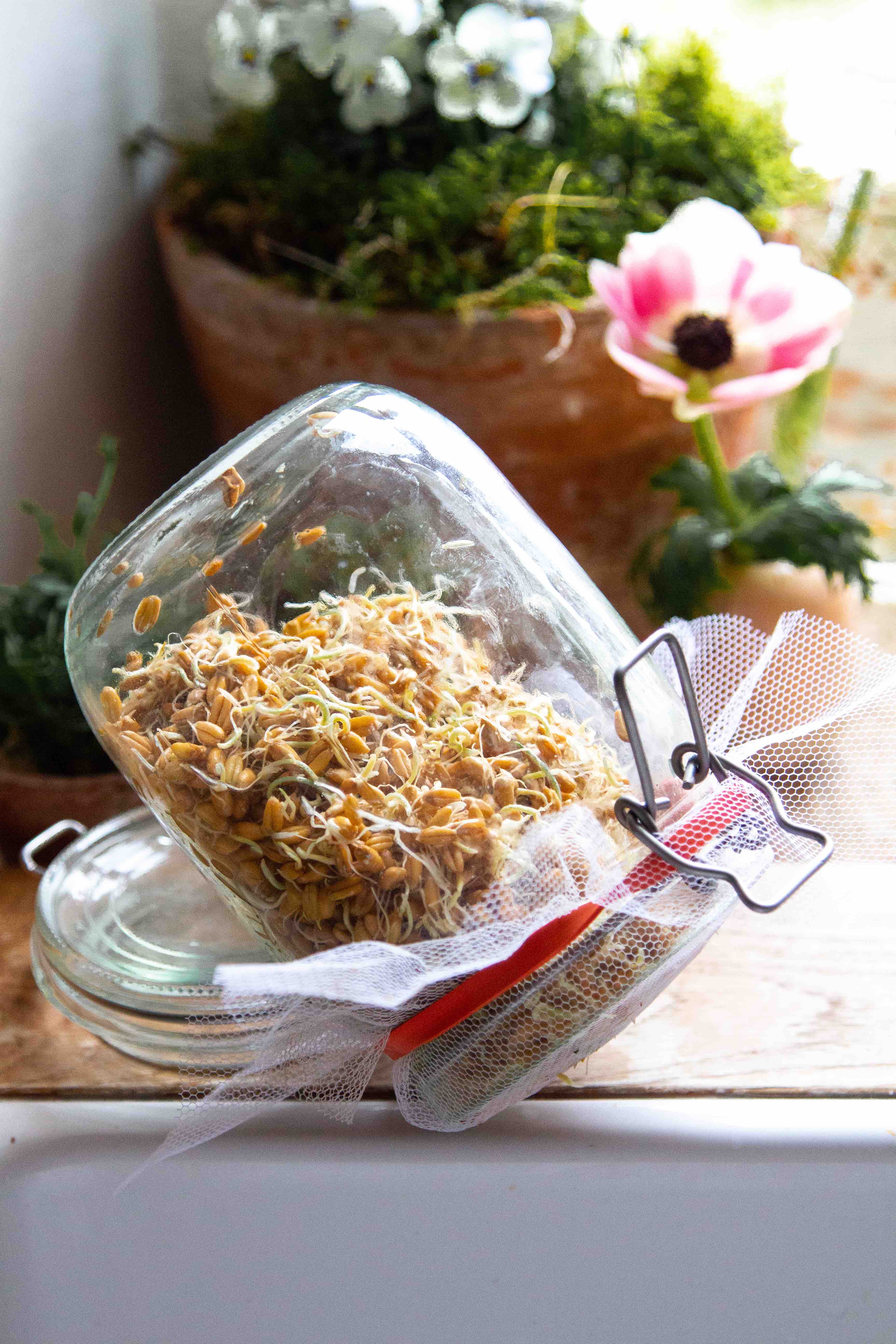 Herrlich saftige Vollkornbrötchen mit Dinkelsprossen  Herrlich saftige Vollkornbrötchen mit Dinkelsprossen  | Sprossenimglas.jpg