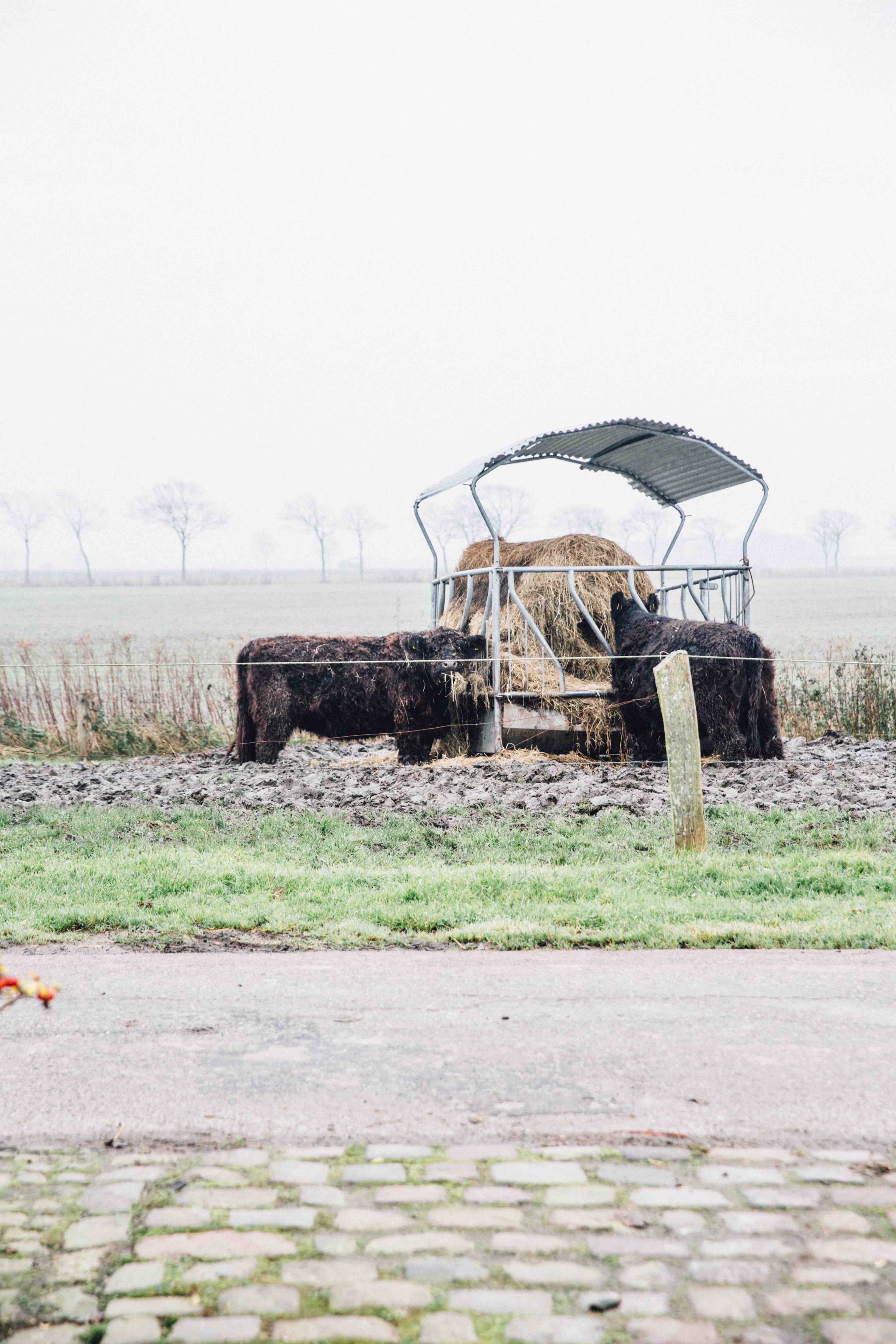 Theresas Apfel-Weihnachtstorte  Theresas Apfel-Weihnachtstorte  | K85B7510.jpg