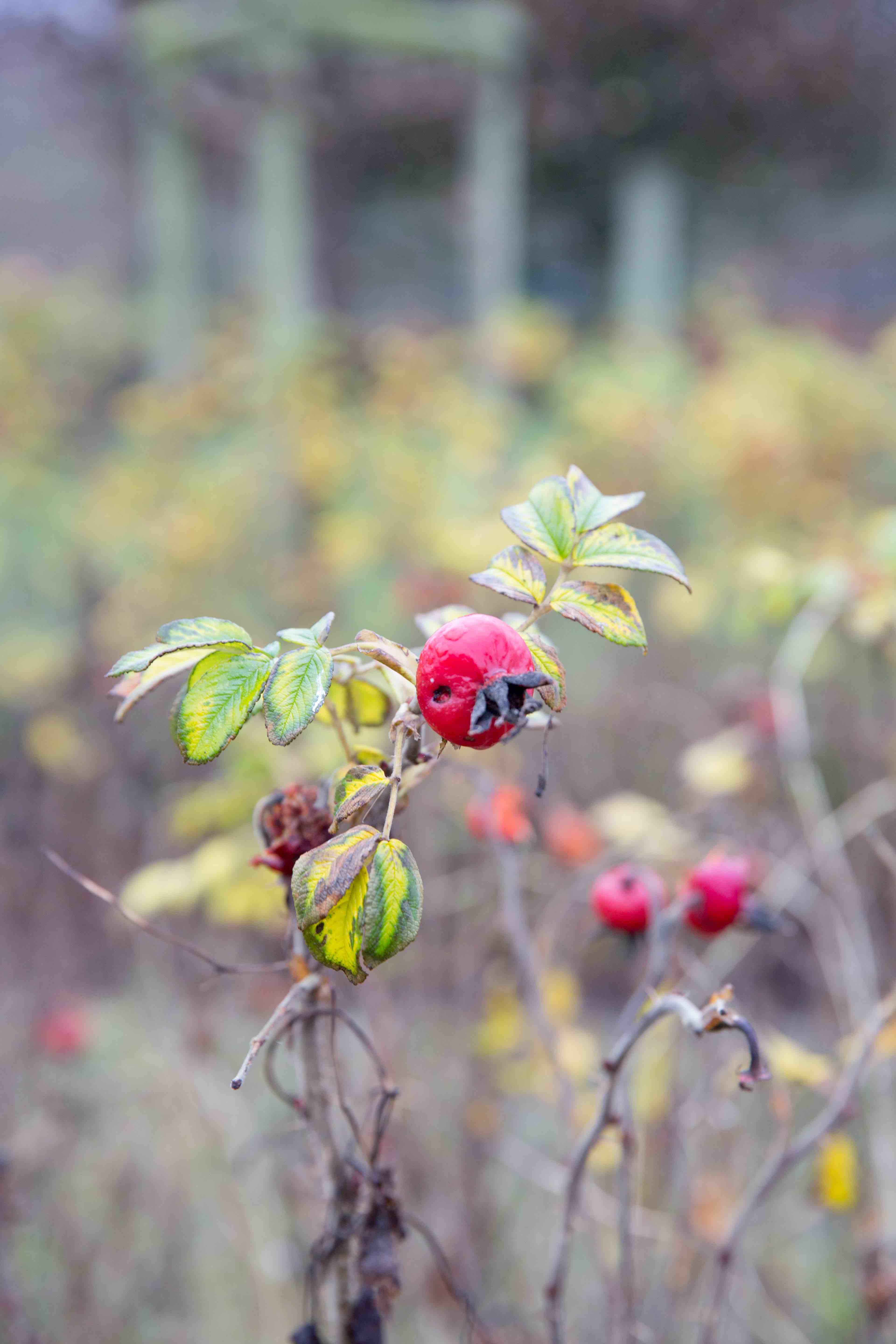 Theresas Apfel-Weihnachtstorte  Theresas Apfel-Weihnachtstorte  | K85B7512.jpg