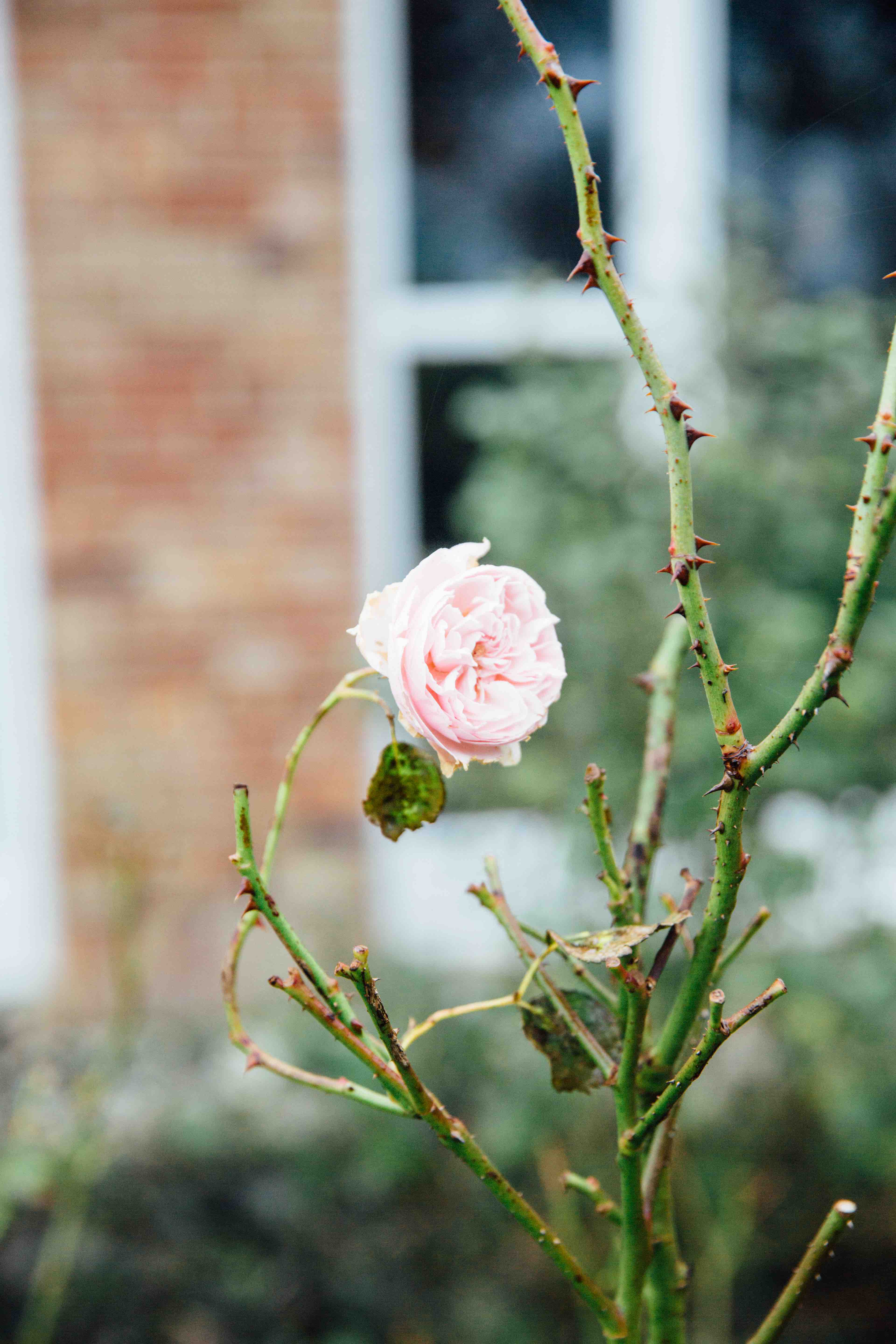 Theresas Apfel-Weihnachtstorte  Theresas Apfel-Weihnachtstorte  | K85B7546.jpg