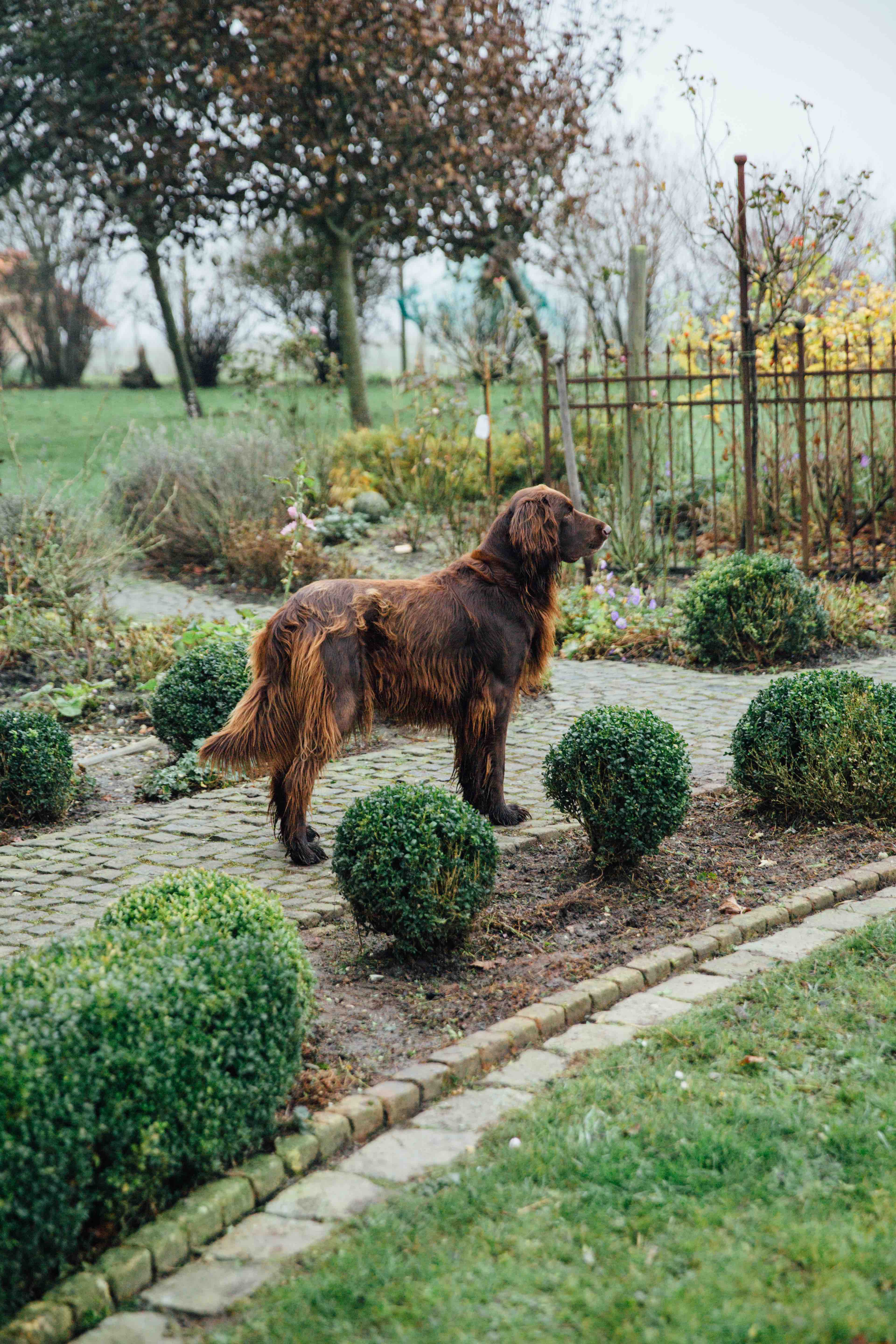 Theresas Apfel-Weihnachtstorte  Theresas Apfel-Weihnachtstorte  | K85B7570.jpg