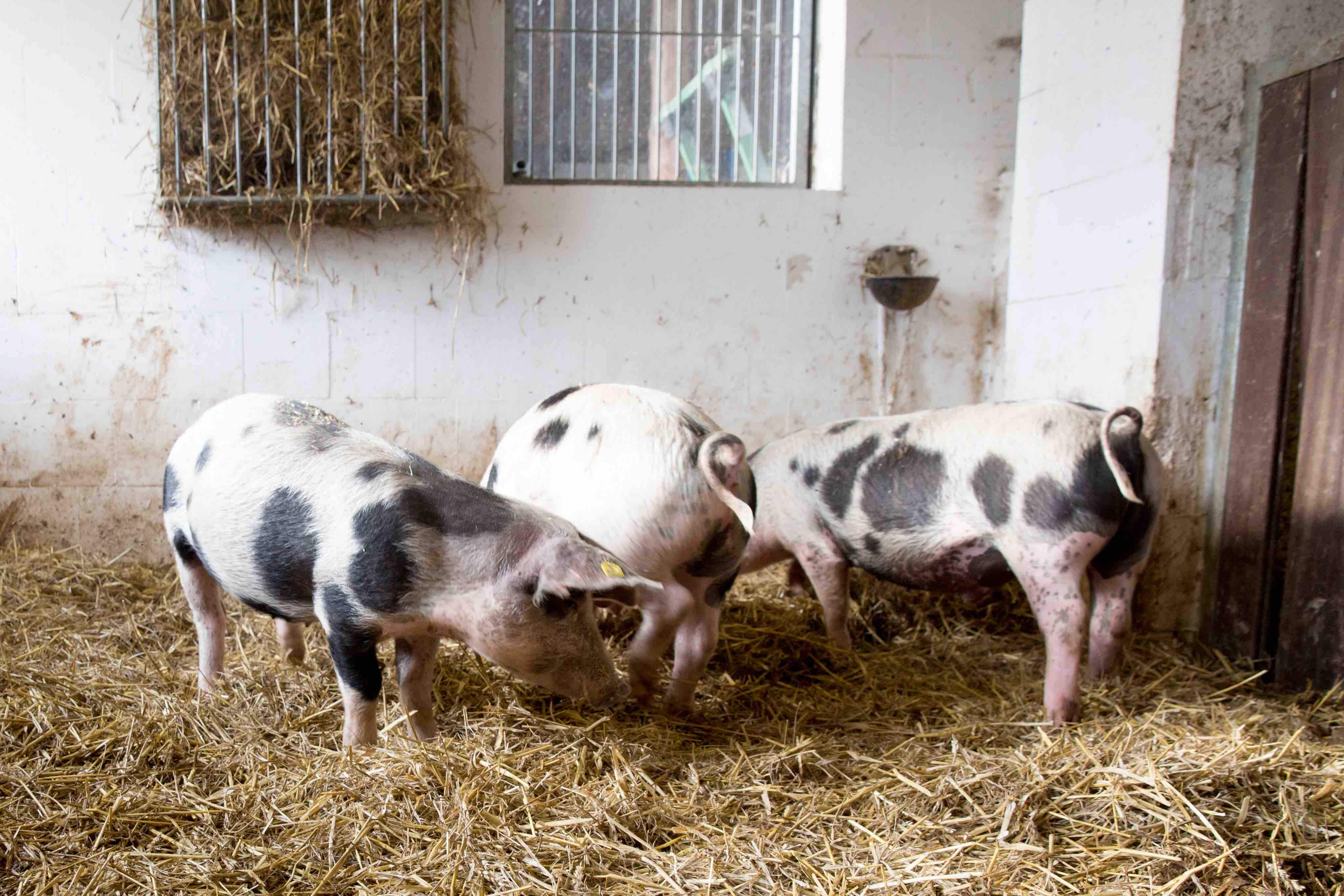 Theresas Apfel-Weihnachtstorte  Theresas Apfel-Weihnachtstorte  | K85B7928.jpg