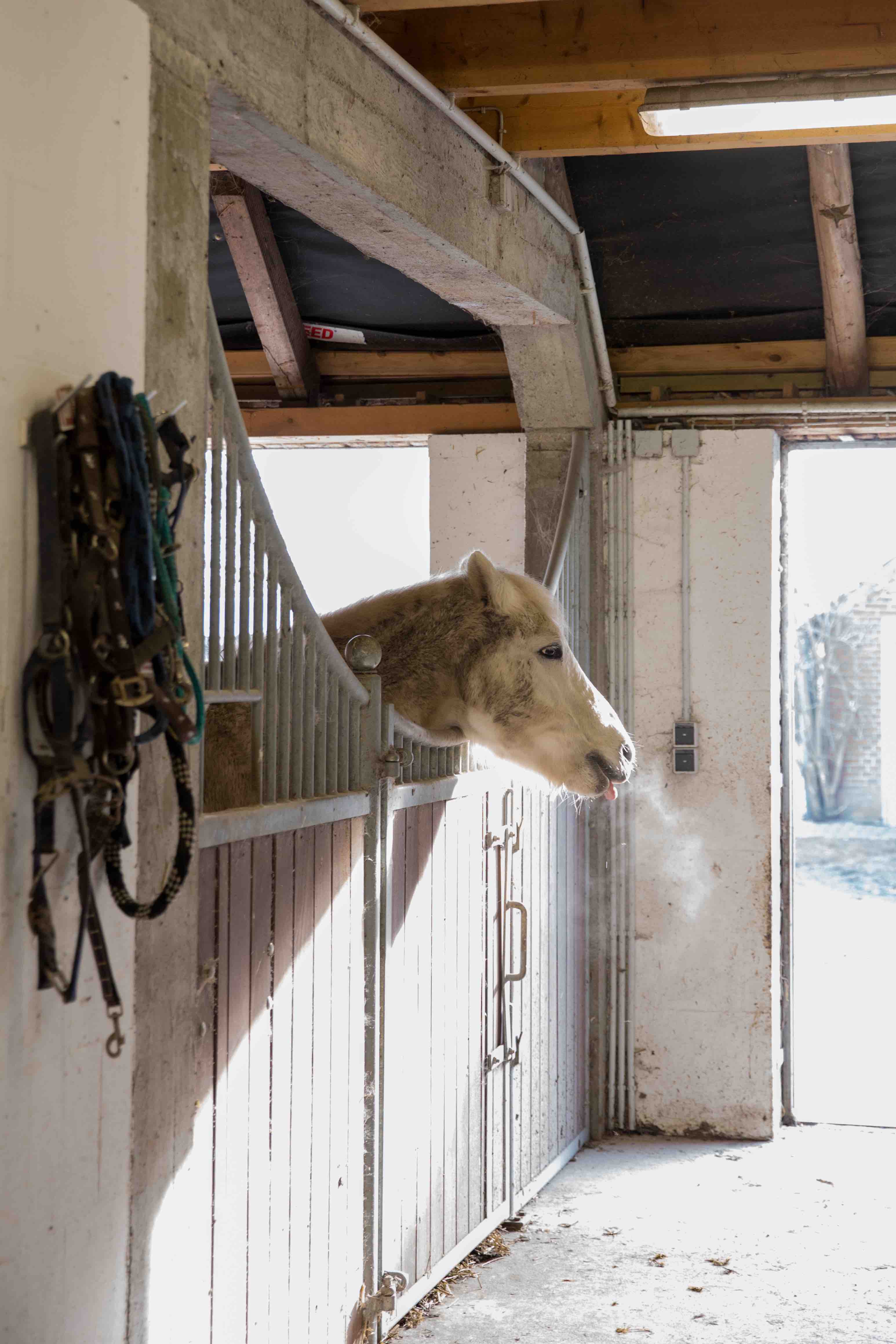 Theresas Apfel-Weihnachtstorte  Theresas Apfel-Weihnachtstorte  | K85B8041.jpg