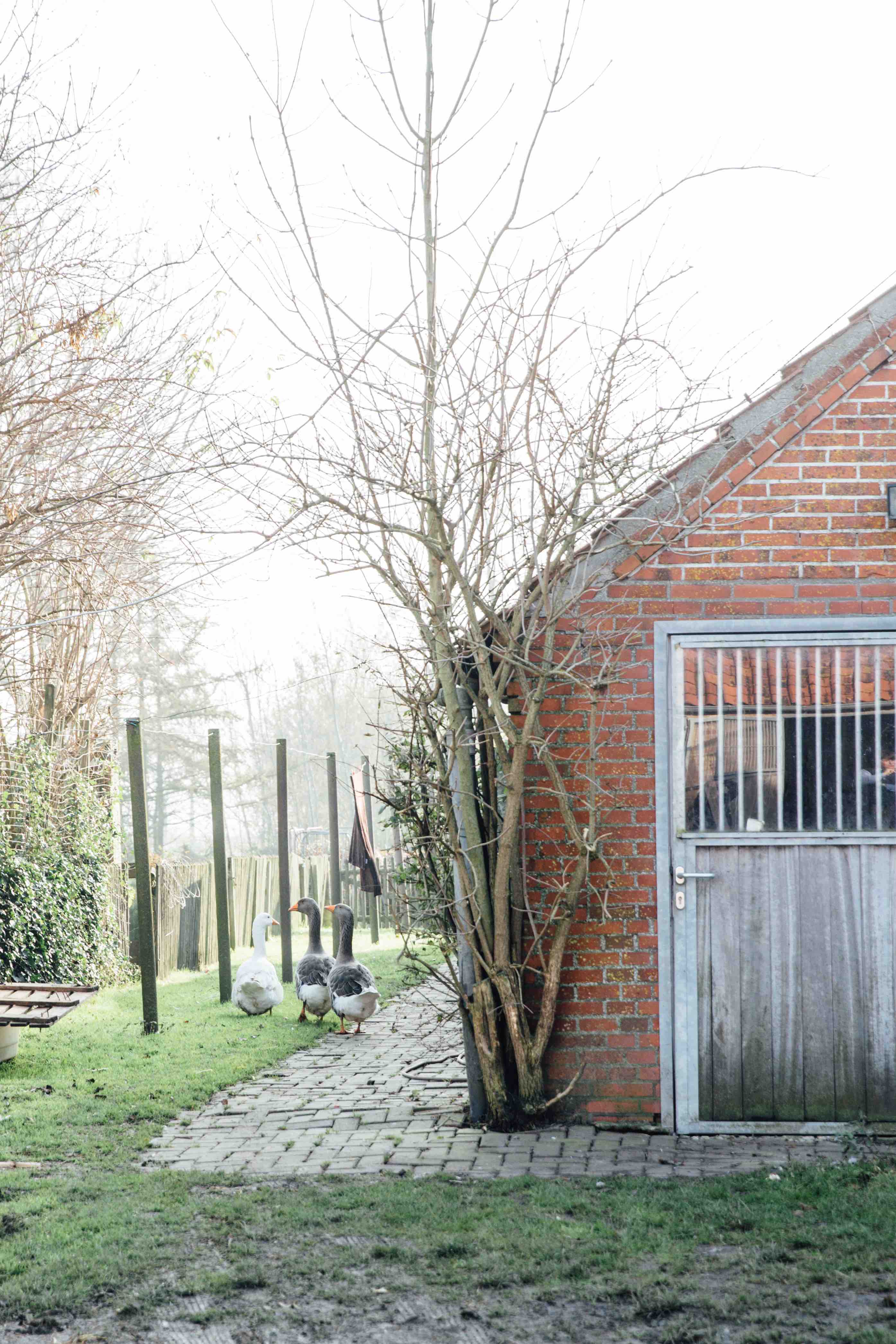 Theresas Apfel-Weihnachtstorte  Theresas Apfel-Weihnachtstorte  | K85B8064.jpg