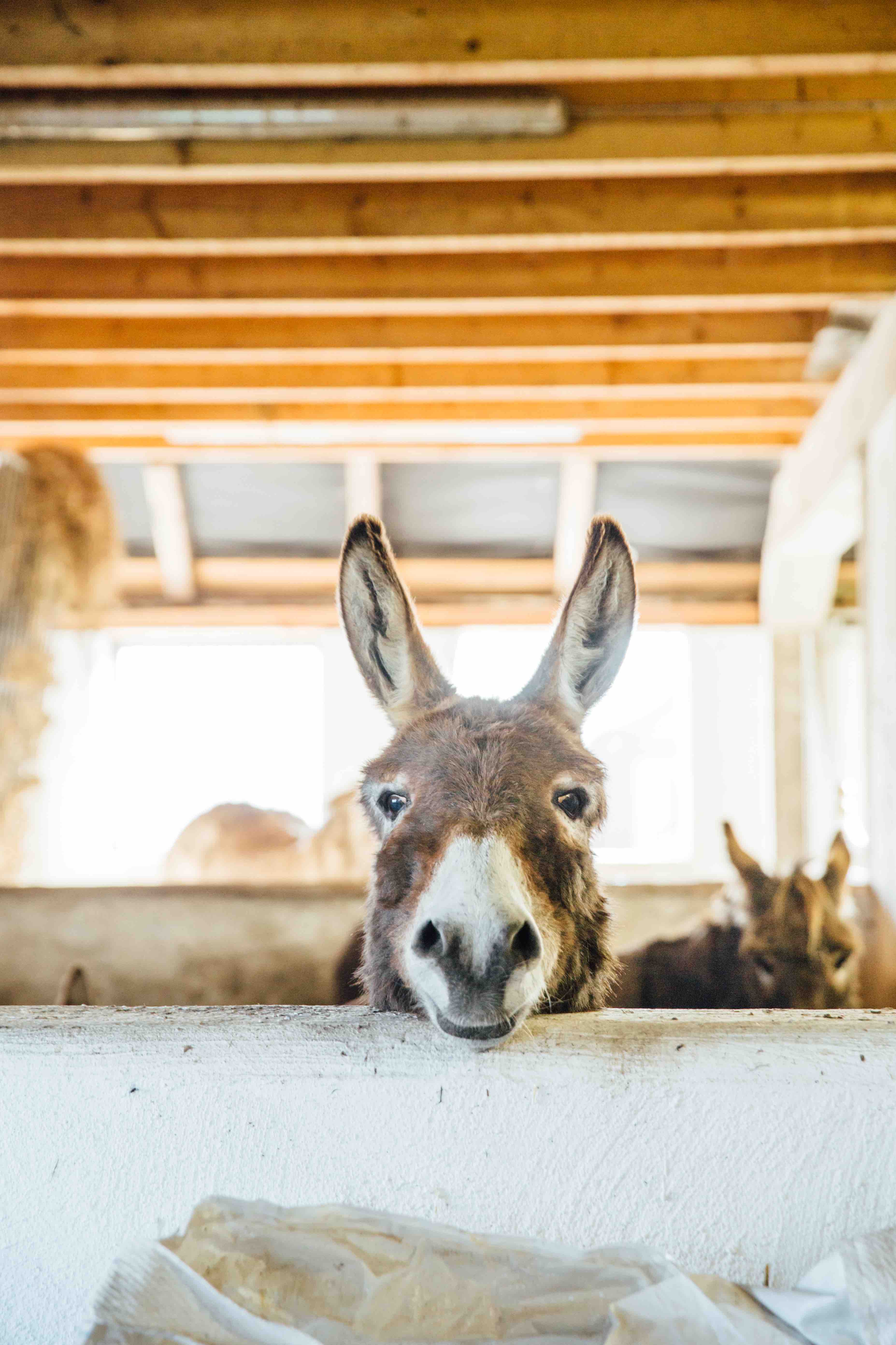 Theresas Apfel-Weihnachtstorte  Theresas Apfel-Weihnachtstorte  | K85B8090.jpg