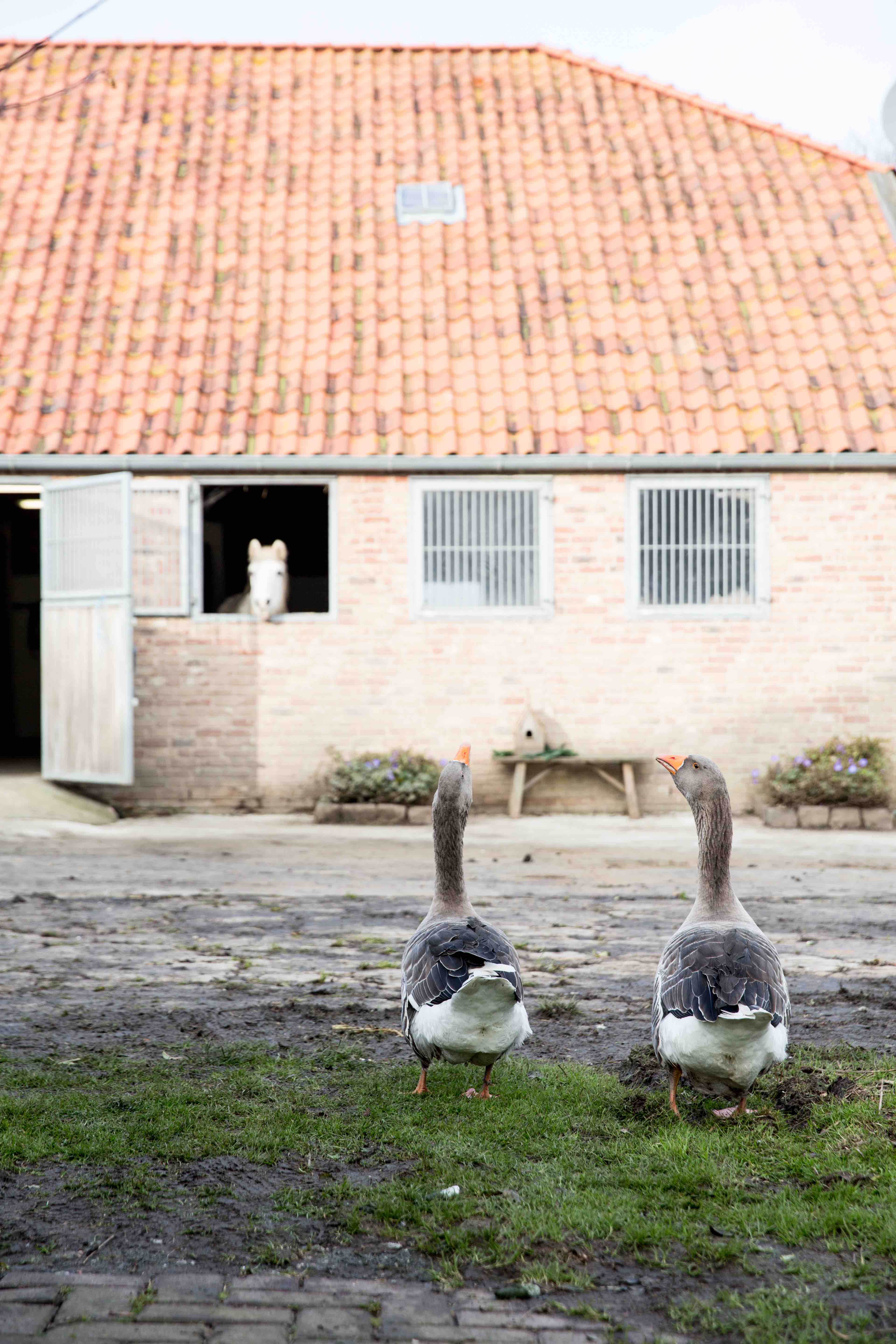 Theresas Apfel-Weihnachtstorte  Theresas Apfel-Weihnachtstorte  | K85B8192.jpg