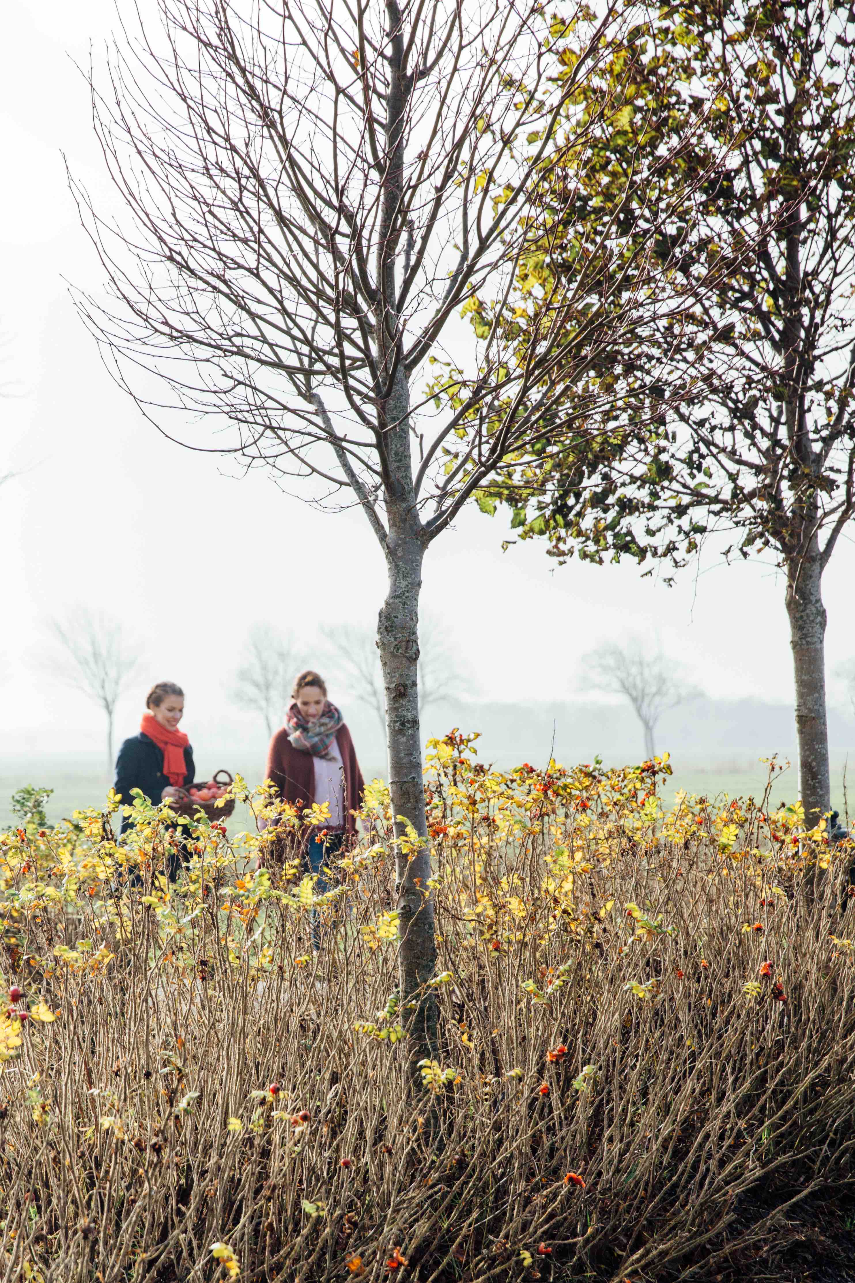 Theresas Apfel-Weihnachtstorte  Theresas Apfel-Weihnachtstorte  | K85B8222.jpg