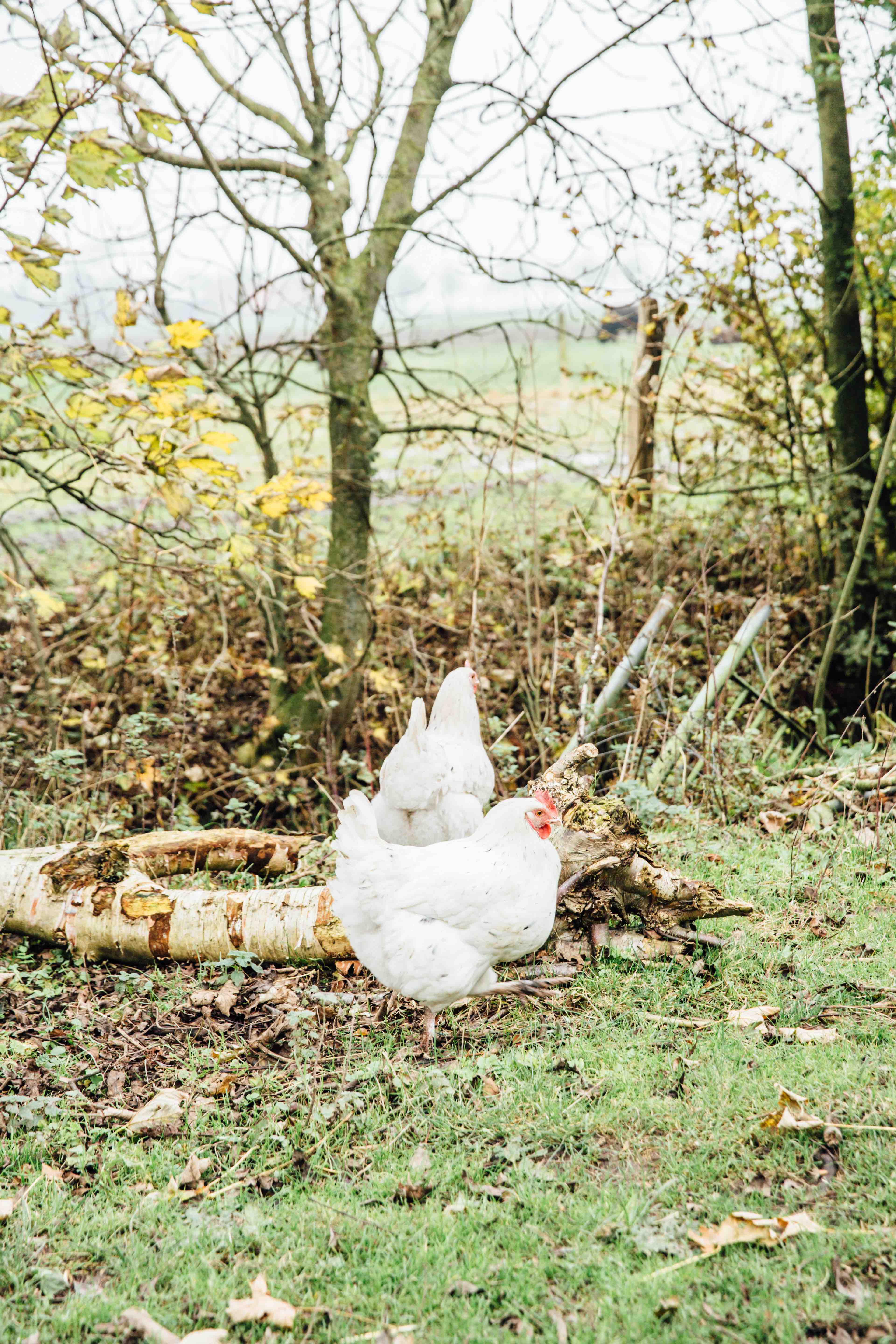 Theresas Apfel-Weihnachtstorte  Theresas Apfel-Weihnachtstorte  | K85B8461.jpg