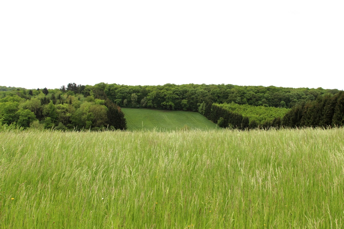 Weißer Spargel mit Parmesankruste und einem Wildkräuter-Salat | IMG_9137.JPG