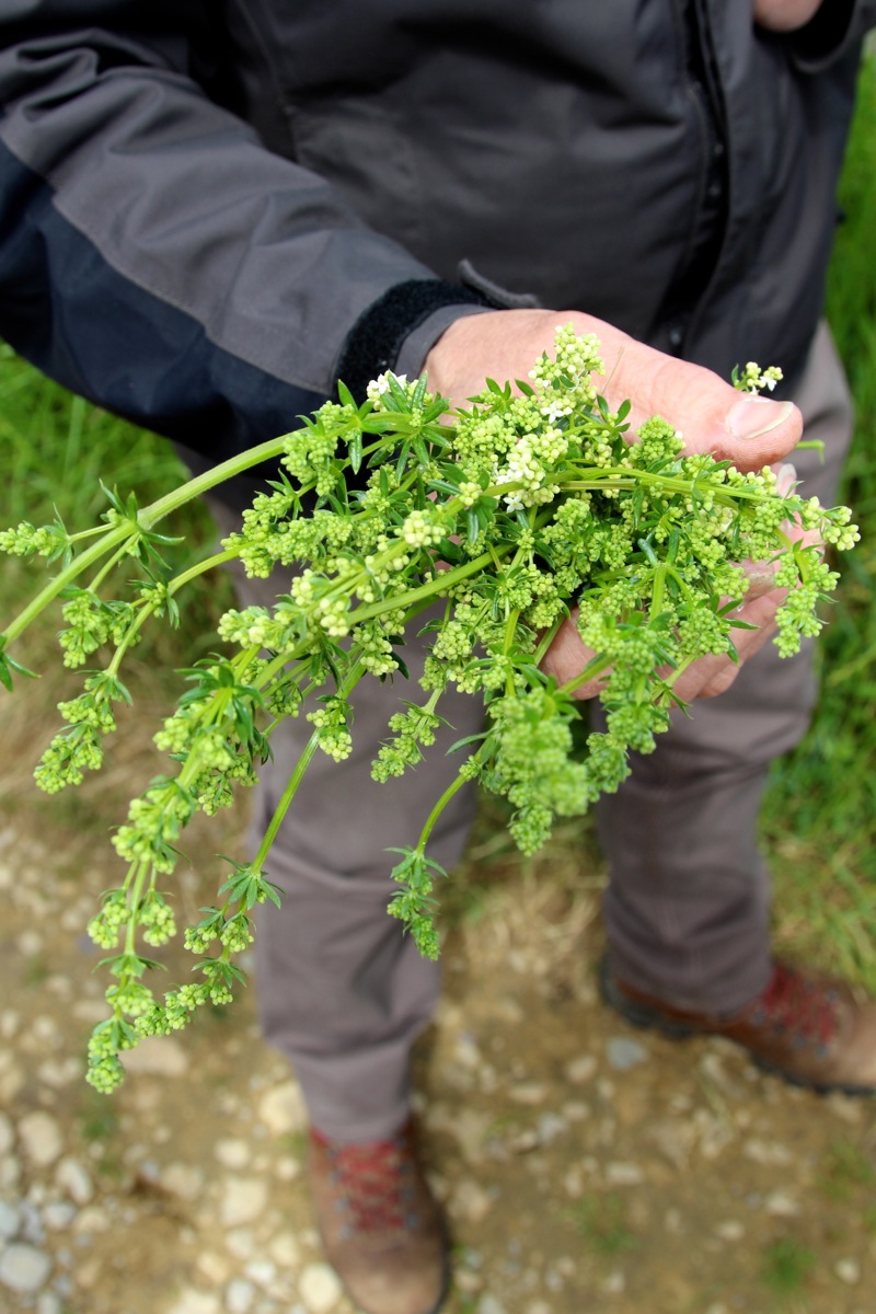 Weißer Spargel mit Parmesankruste und einem Wildkräuter-Salat | labkraut.jpg