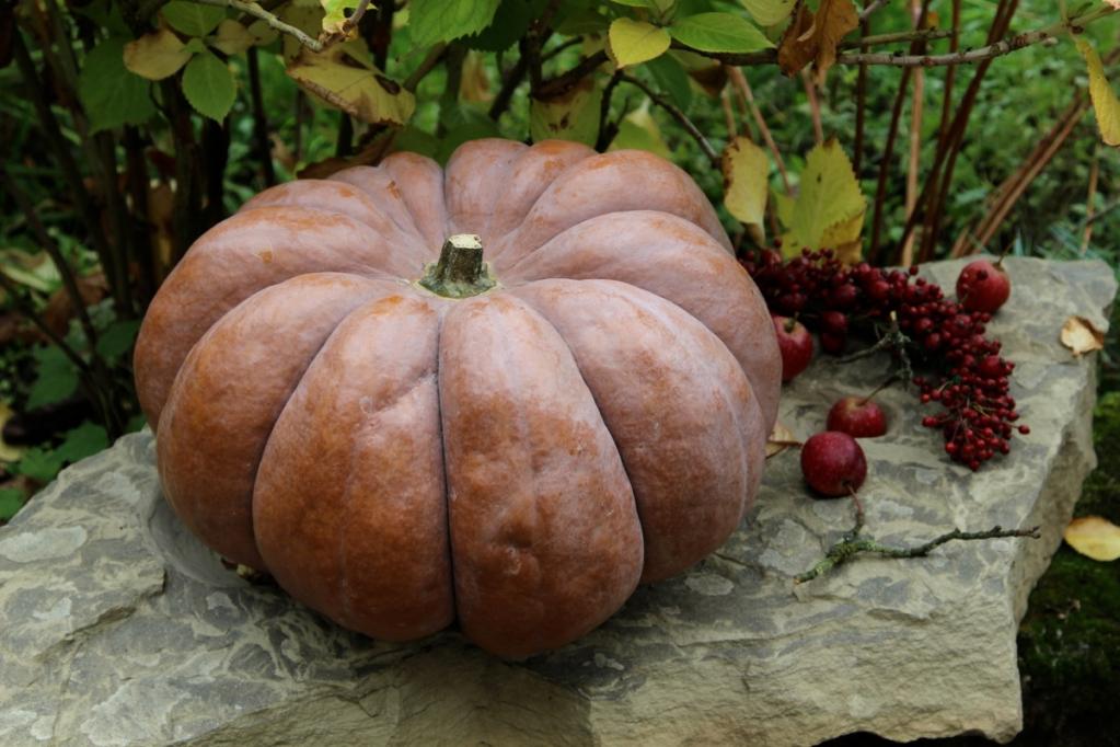 Karamellisierte Kürbistarte ohne Boden | IMG_9011.JPG