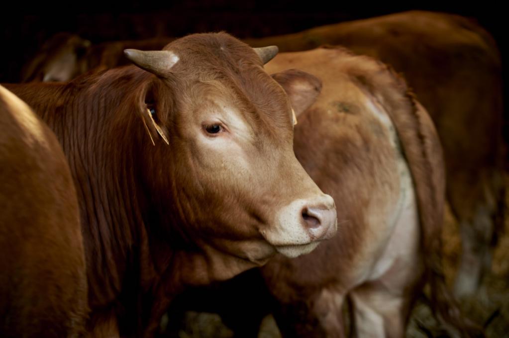 Rinderroulade mit Serviettenknödeln Rinderroulade mit Serviettenknödeln | _DSC3462.jpg