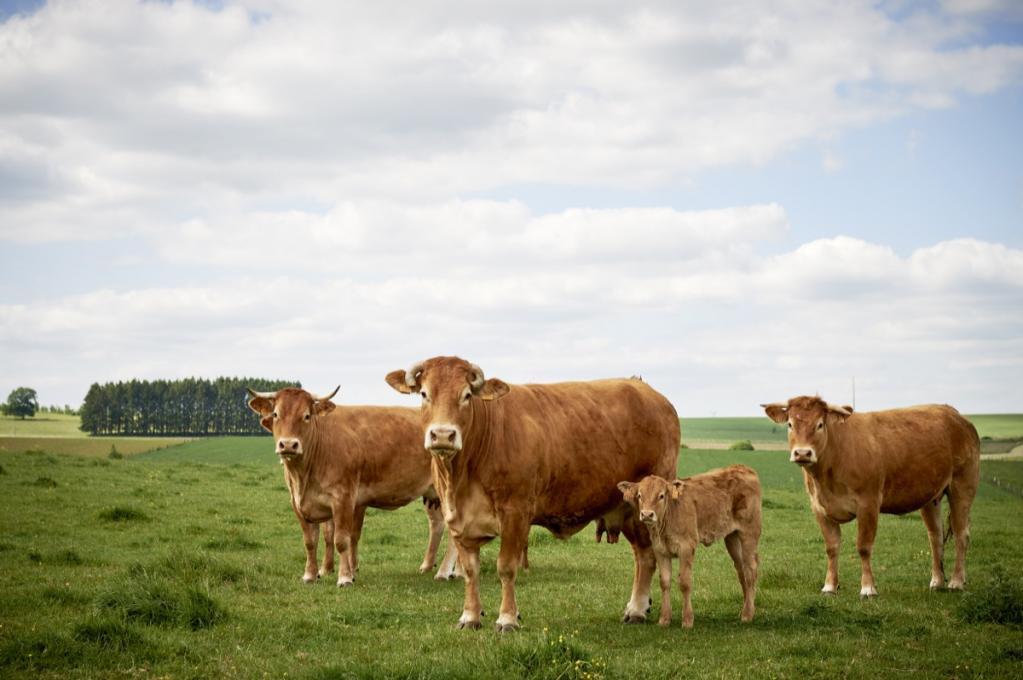 Rinderroulade mit Serviettenknödeln Rinderroulade mit Serviettenknödeln | _DSC3496.jpg