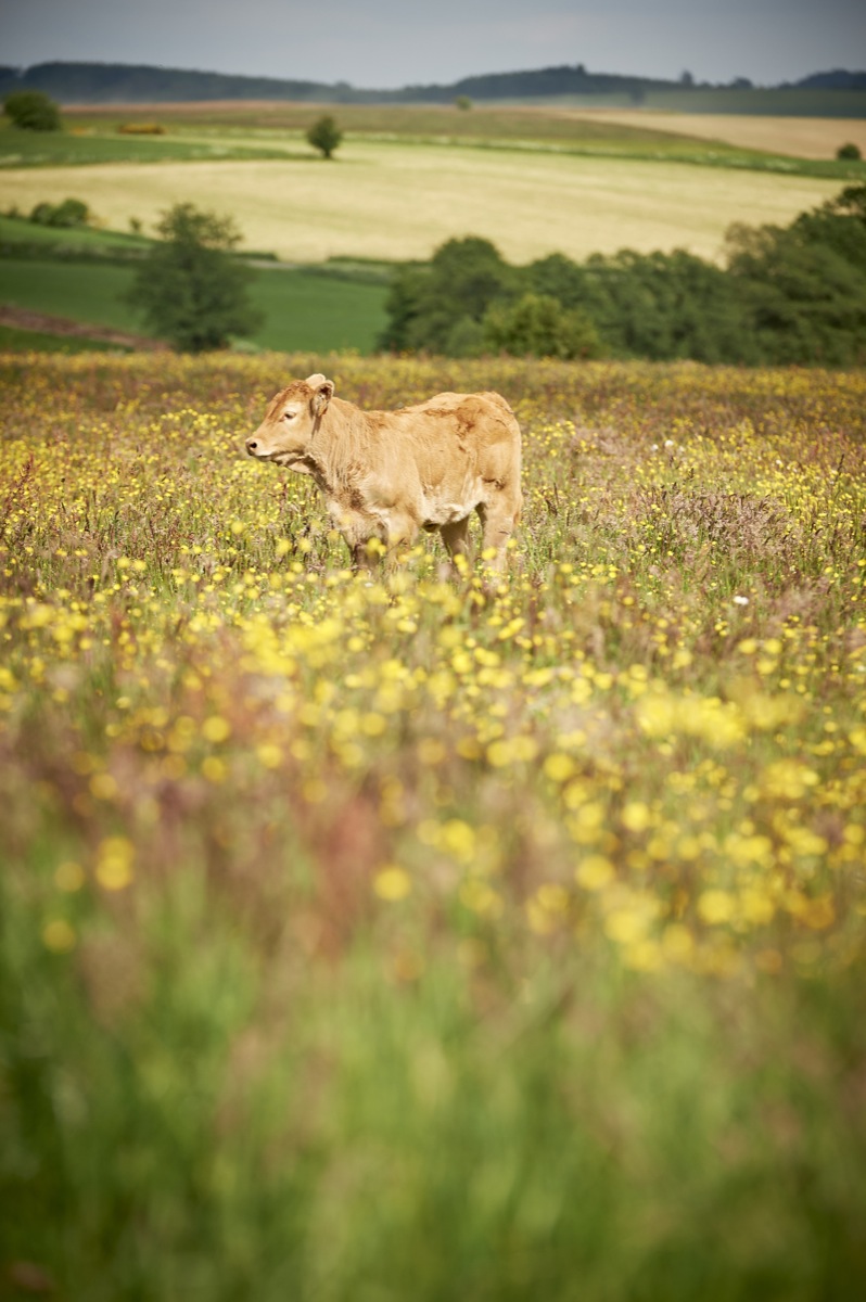 Rinderroulade mit Serviettenknödeln Rinderroulade mit Serviettenknödeln | _DSC3537.jpg