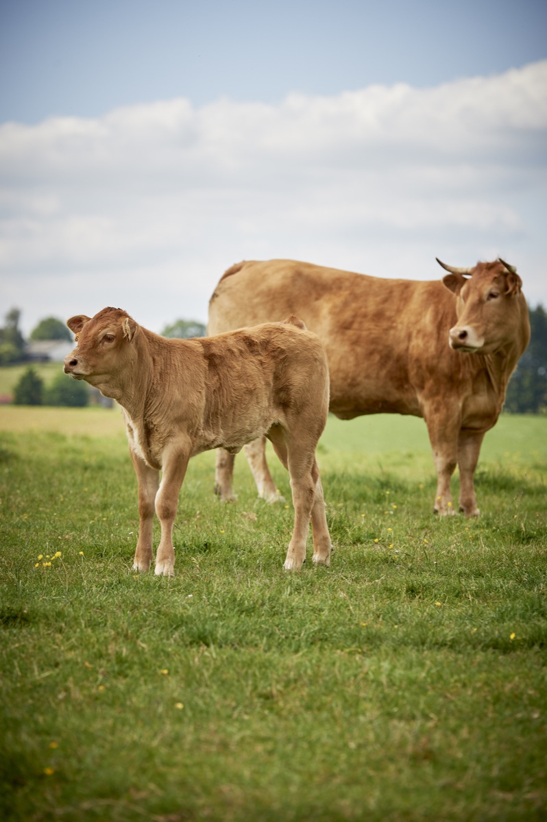 Rinderroulade mit Serviettenknödeln Rinderroulade mit Serviettenknödeln | _DSC3539.jpg