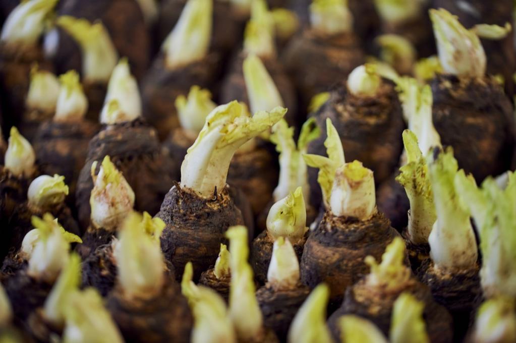 Cremige Kräuter-Zitronen-Polenta mit karamellisiertem Chicorée | _DSC2331.jpg