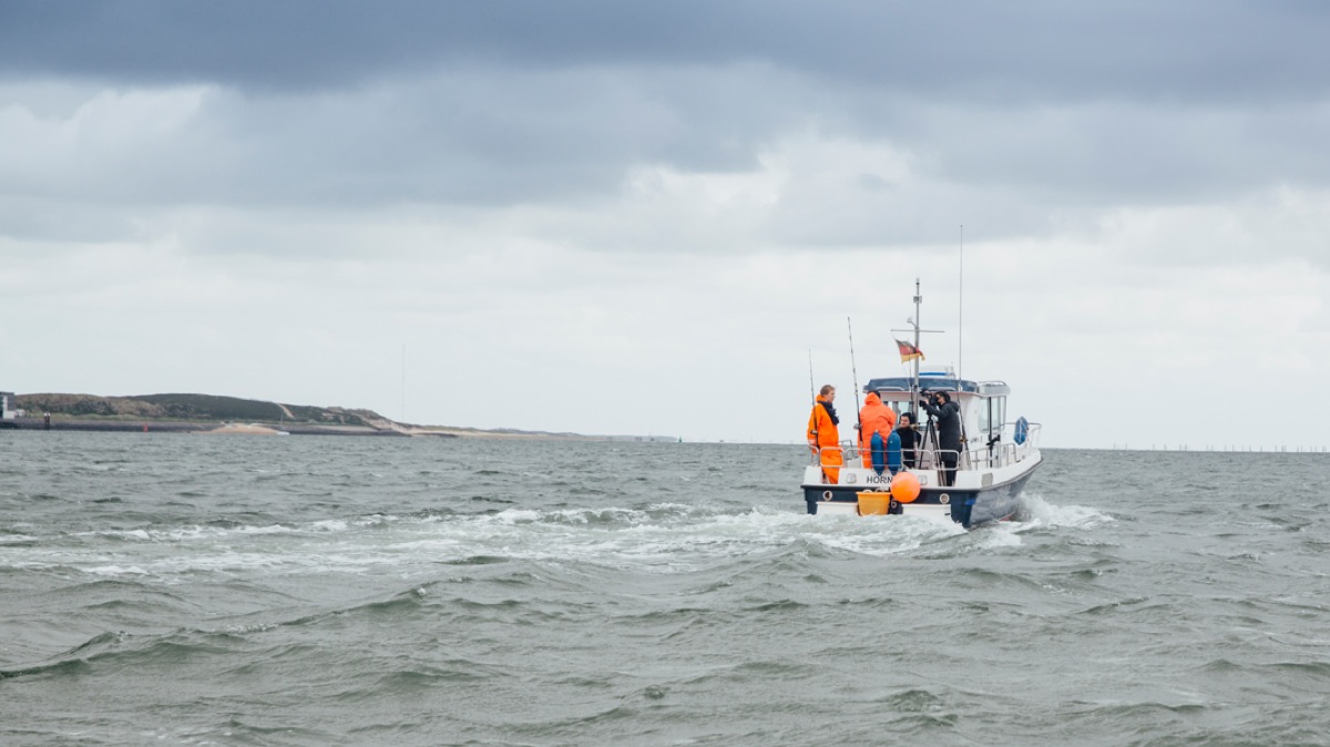 Gegrillte Makrelen mit Rosmarinkartoffeln Gegrillte Makrelen mit Rosmarinkartoffeln | K85B3223.jpg