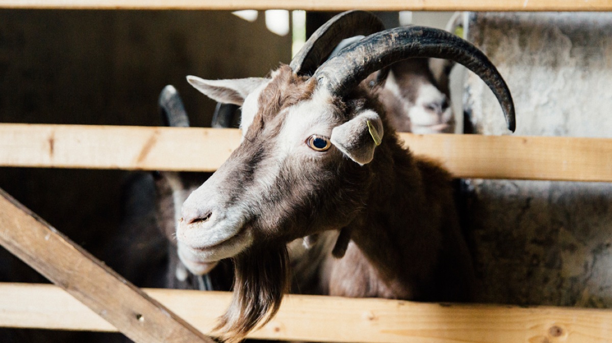 Tartelettes mit karamellisierten Zwiebeln und Ziegenkäse Tartelettes mit karamellisierten Zwiebeln und Ziegenkäse | K85B2461.jpg