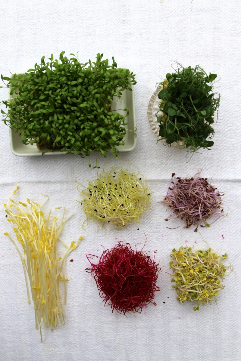 César-Burger mit bunten Sprossen | IMG_6762.JPG