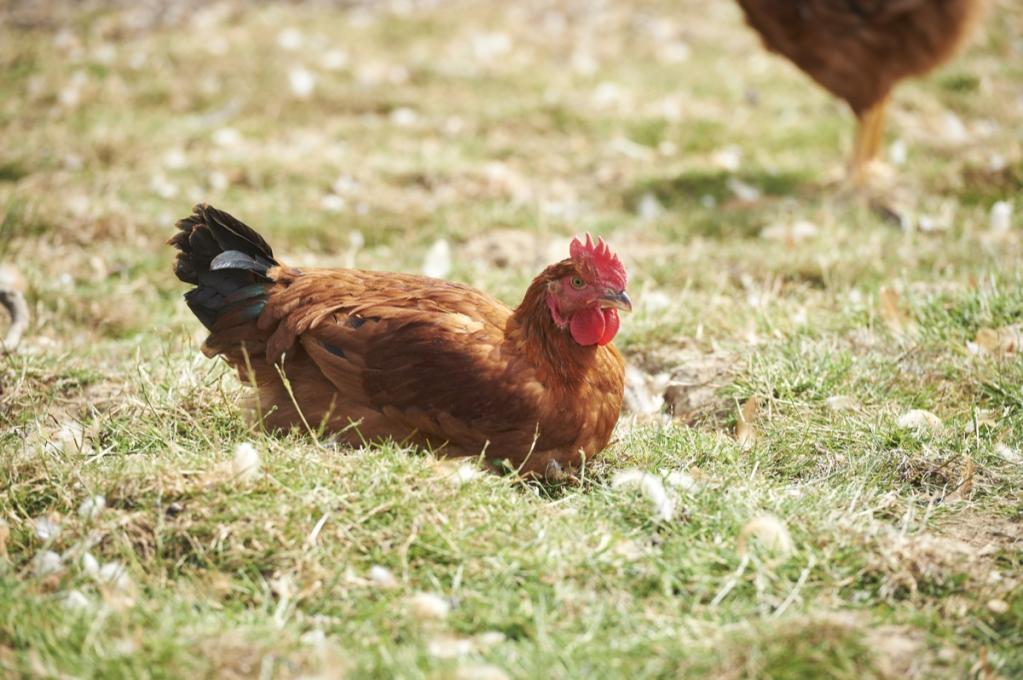 Orientalisches Huhn aus dem Ofen Orientalisches Huhn aus dem Ofen | _DSC3060.jpg