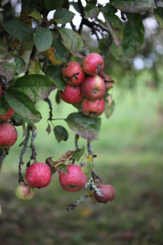 Butterscotch Apple Crumble Butterscotch Apple Crumble | IMG_6208.jpg