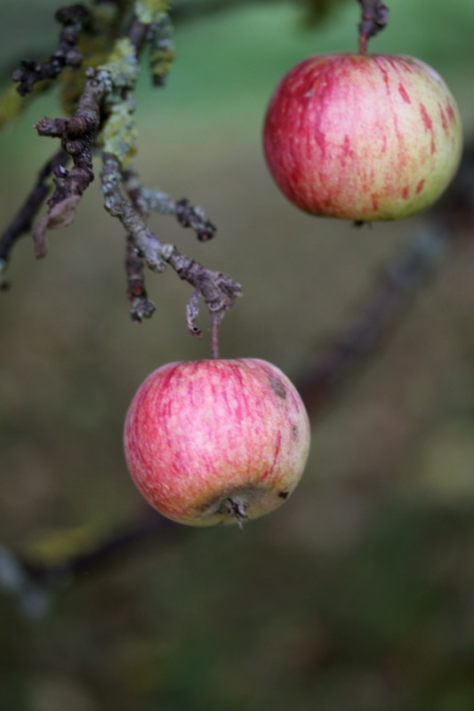 Butterscotch Apple Crumble Butterscotch Apple Crumble | IMG_6211.jpg