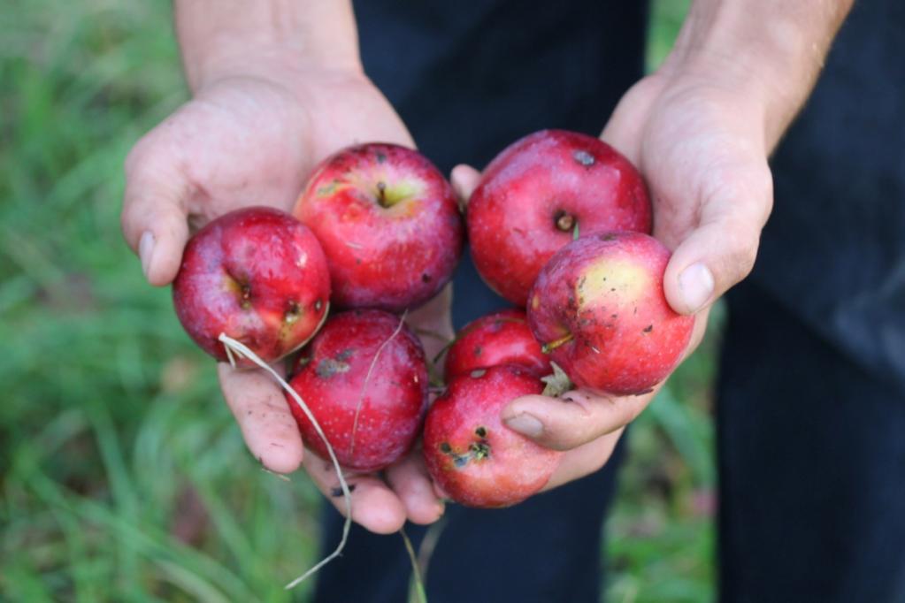 Butterscotch Apple Crumble | IMG_6238.JPG