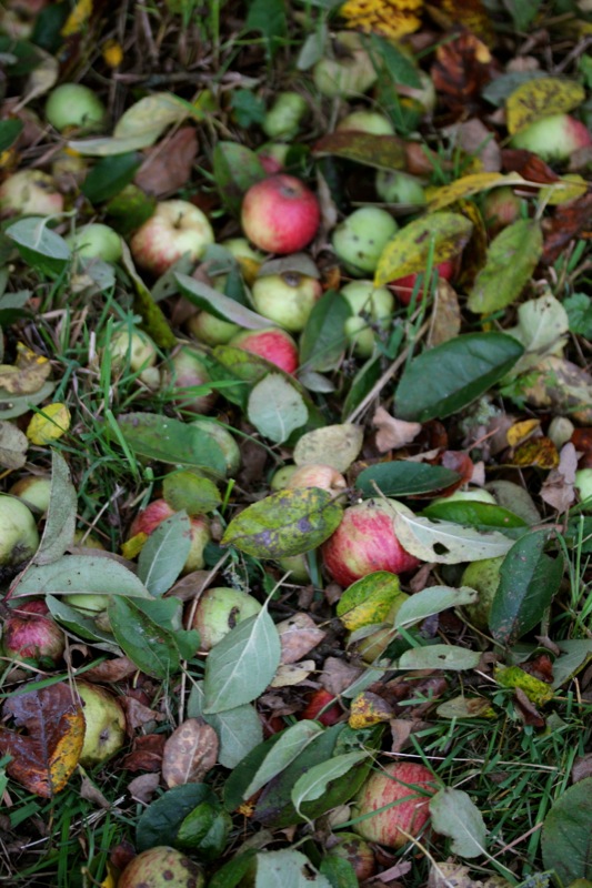 Butterscotch Apple Crumble Butterscotch Apple Crumble | IMG_6247.jpg