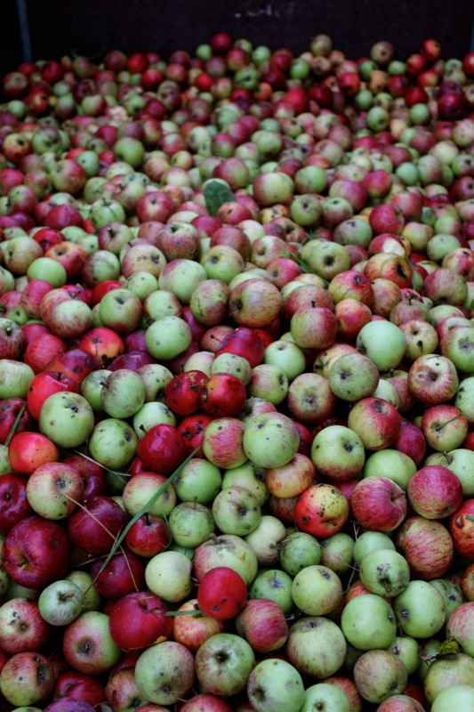 Butterscotch Apple Crumble Butterscotch Apple Crumble | IMG_6261.jpg