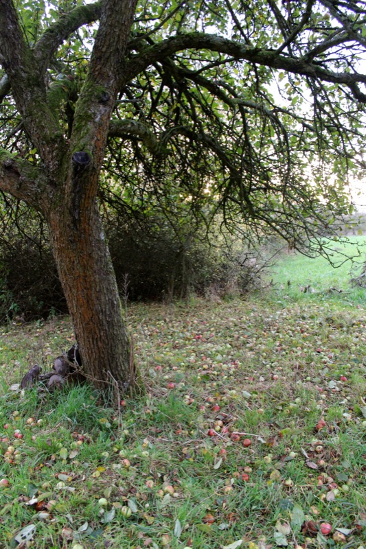 Butterscotch Apple Crumble Butterscotch Apple Crumble | IMG_6276.jpg