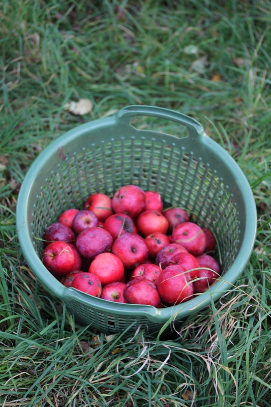 Butterscotch Apple Crumble Butterscotch Apple Crumble | rote%20apfel.jpg