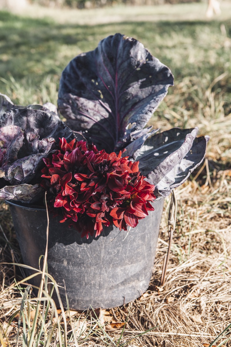 Apple Pie mit Karamellsauce Apple Pie mit Karamellsauce | goedke_tk_apfelpicknick-6.jpg