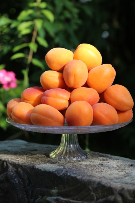 Aprikosentarte mit Pistazien Aprikosentarte mit Pistazien | IMG_0271.jpg