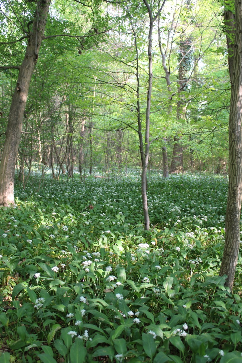 Bärlauch-Zitronen-Polenta | IMG_6495.jpg