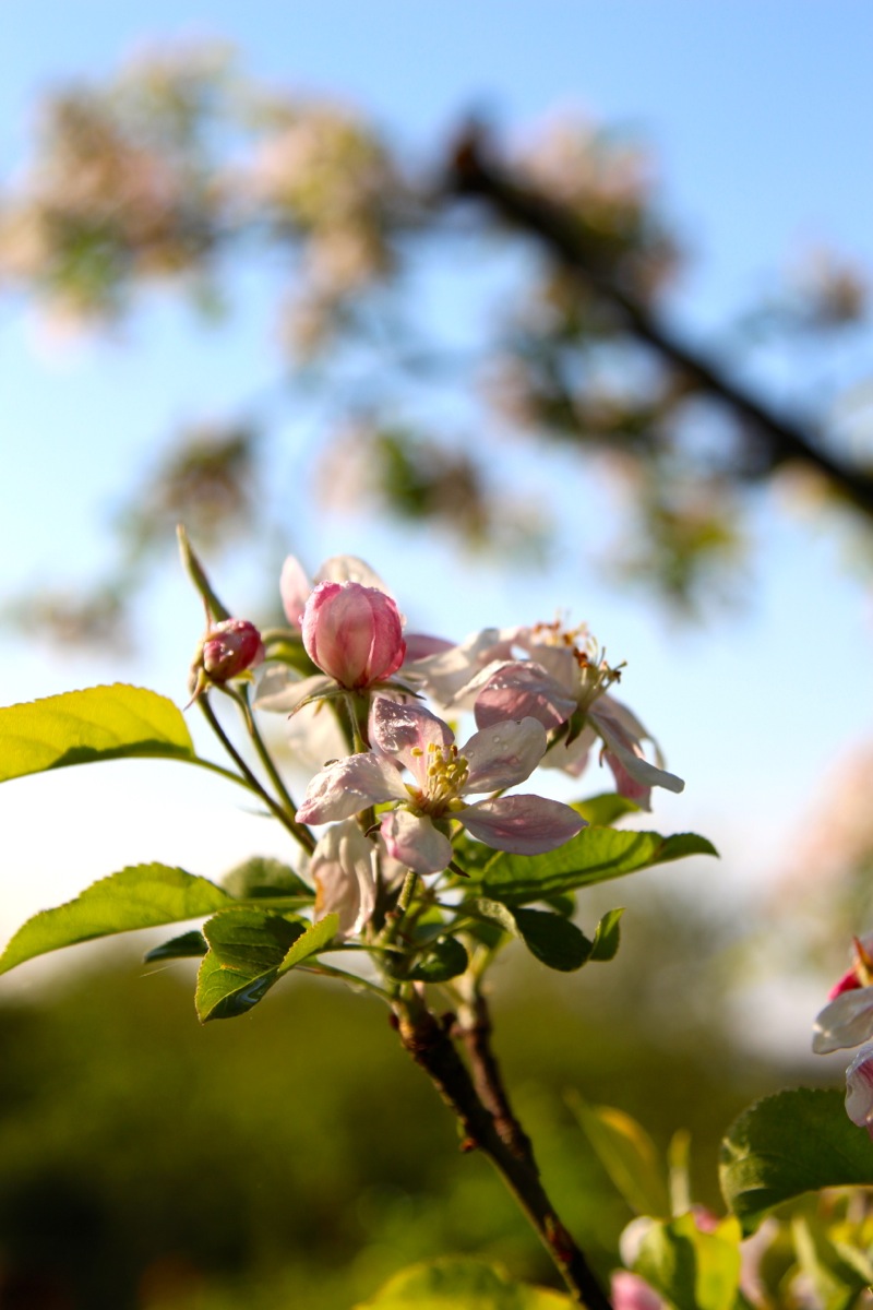 Frühlingshafter Caesar-Salat mit gebratenen Radieschen | IMG_5786.jpg