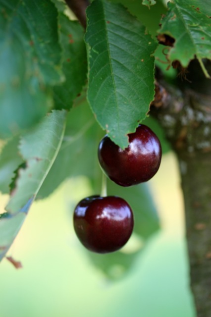                    Clafoutis aux Cerises | IMG_7577.jpg