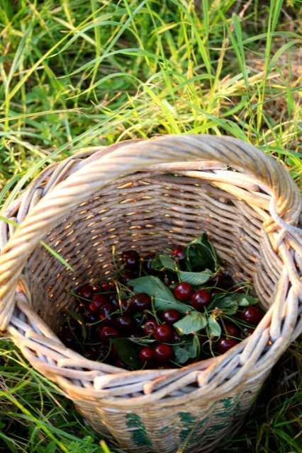                    Clafoutis aux Cerises | IMG_7736.jpg