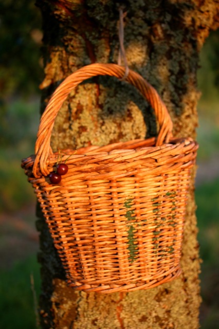                    Clafoutis aux Cerises | IMG_7749.jpg