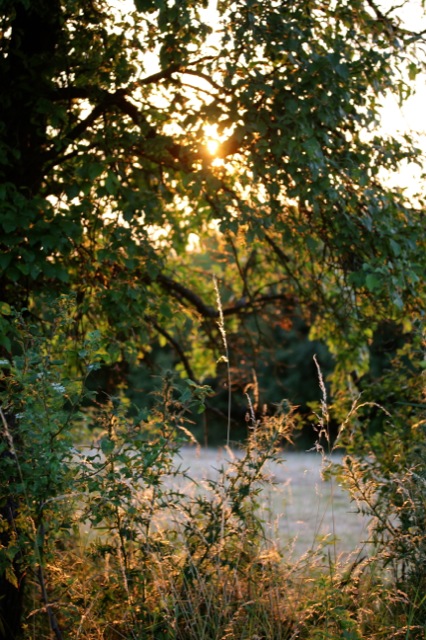                    Clafoutis aux Cerises | IMG_7751.jpg