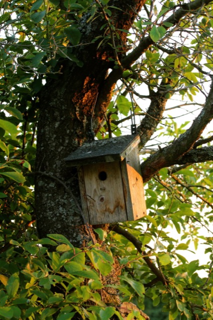                    Clafoutis aux Cerises | IMG_7772.jpg