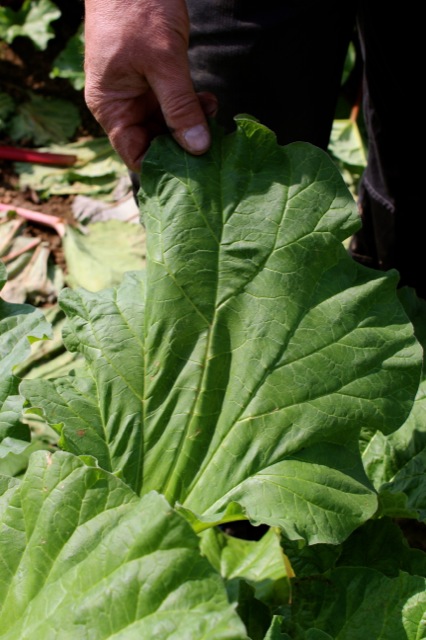 Süßer Baiser küsst sauren Rhabarber | Rhabarberblatt.jpg