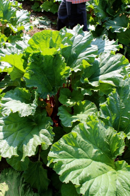 Süßer Baiser küsst sauren Rhabarber | Rhabarberplantage.jpg