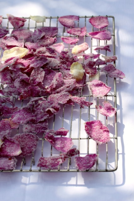 Zuckerblüten Zuckerblüten | IMG_5497.jpg