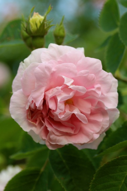 Zuckerblüten Zuckerblüten | IMG_6034.jpg