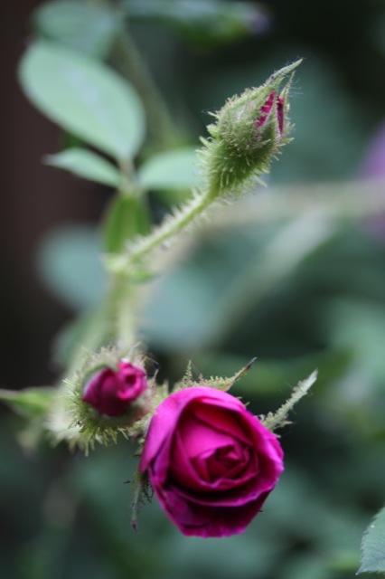 Zuckerblüten Zuckerblüten | IMG_6049.jpg