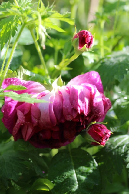 Zuckerblüten Zuckerblüten | IMG_6363.jpg