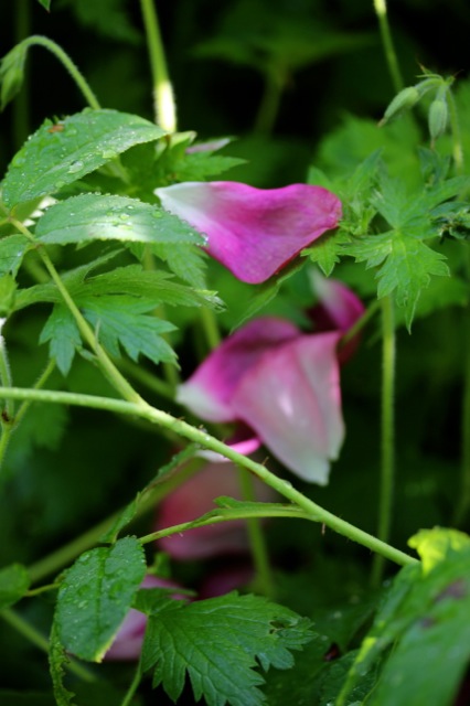 Zuckerblüten Zuckerblüten | IMG_6366.jpg