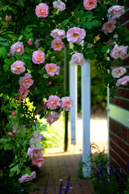 Zuckerblüten Zuckerblüten | IMG_6446.jpg