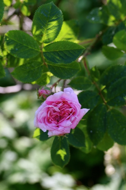 Zuckerblüten Zuckerblüten | IMG_6486.jpg