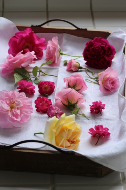 Zuckerblüten Zuckerblüten | IMG_6712.jpg